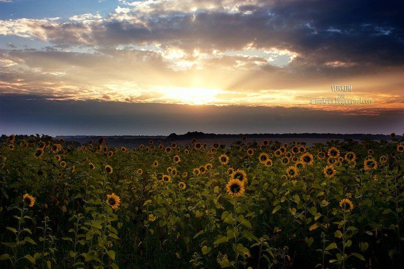 Солнцепоклонникиphoto preview