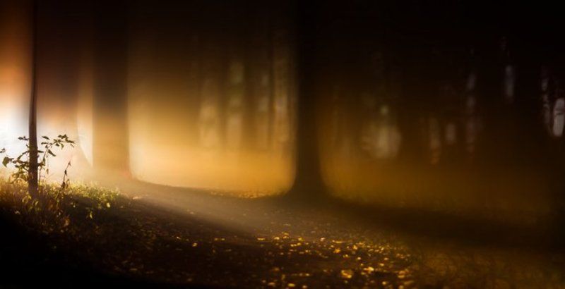 торфяный лесphoto preview