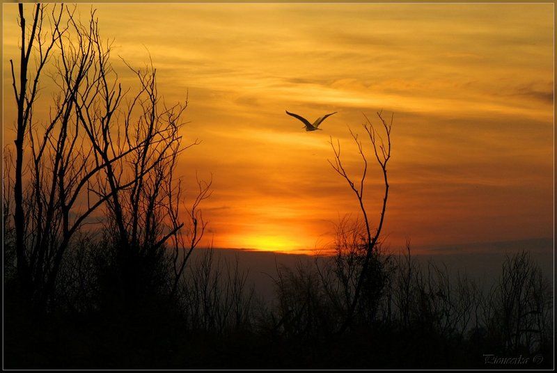 ...Свобода...photo preview