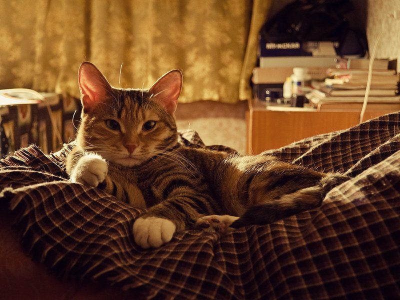 кошка Матильдаphoto preview