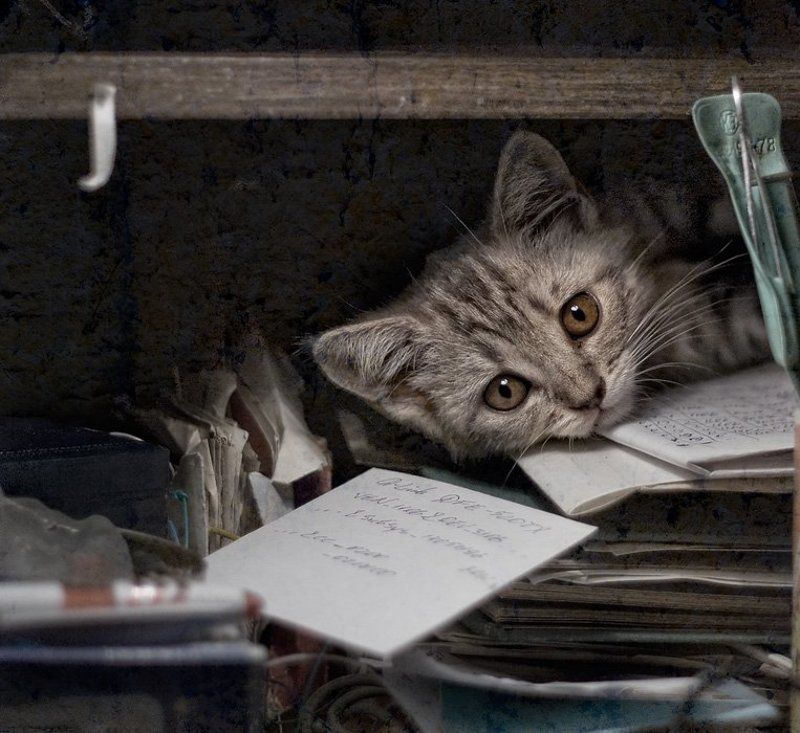 котёнок Письменные принадлежностиphoto preview