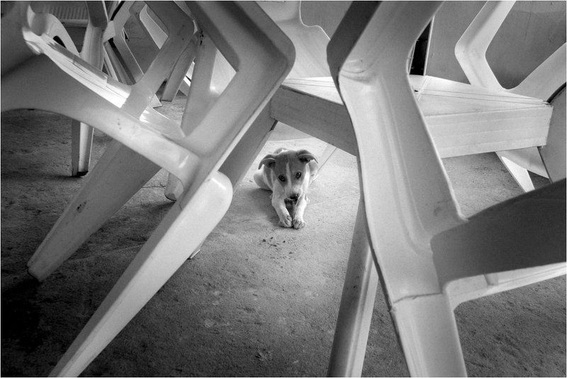 Интимная жизнь Цуцика Цуциковича фото превью