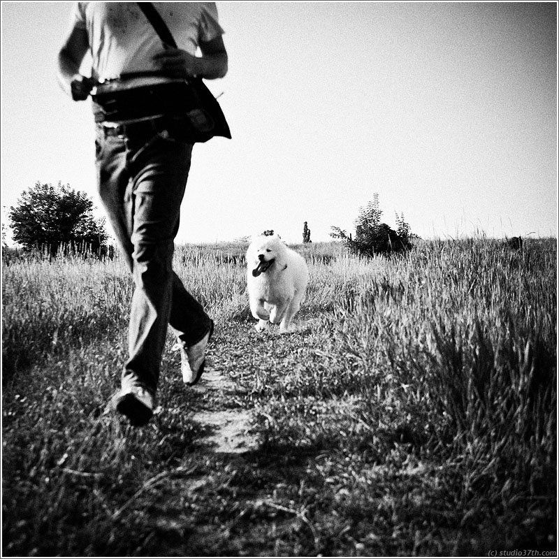 portrait, dogs, pets ###photo preview