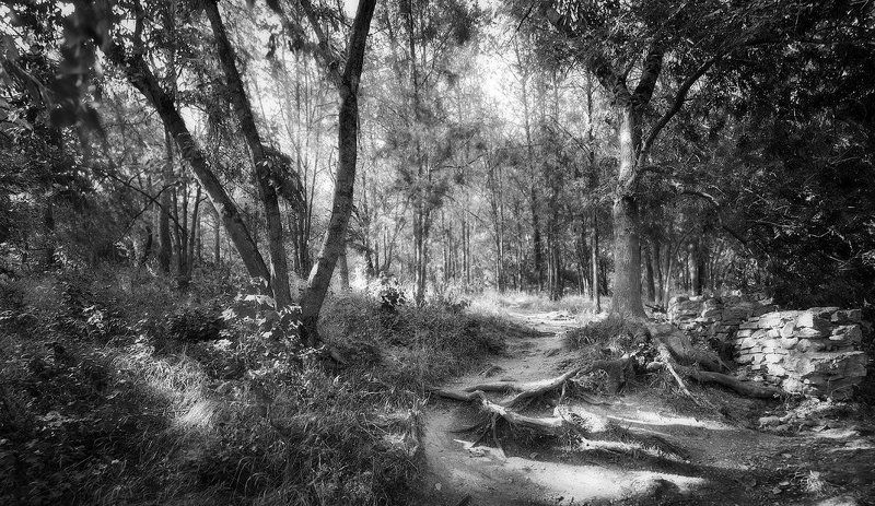 Забытые тропы фото превью