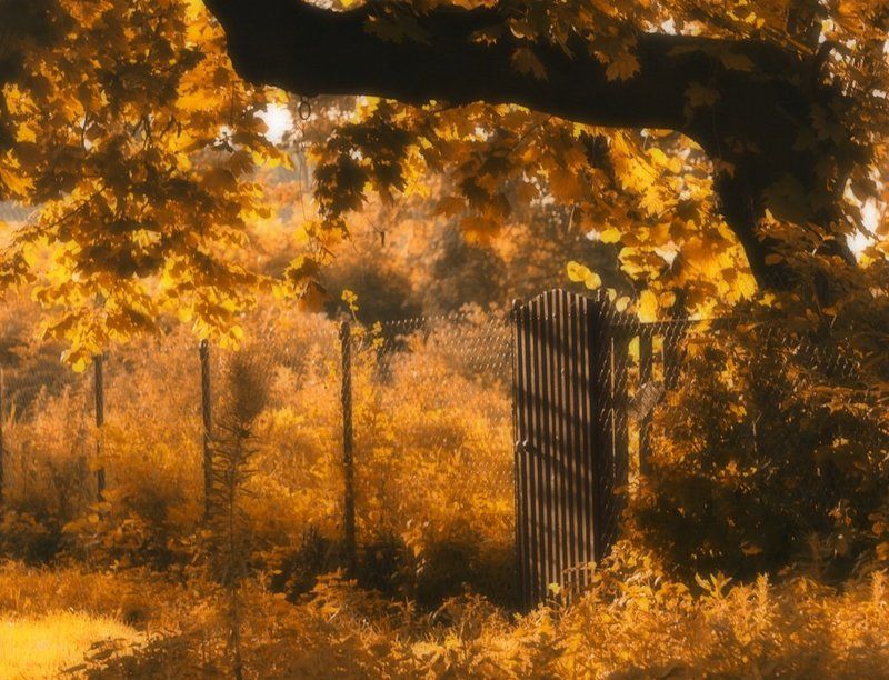 воспоминания о детстве..., калитка, клен, природа, утро утроphoto preview