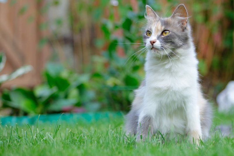 кошка, дача, отдых дачная фотоохотаphoto preview