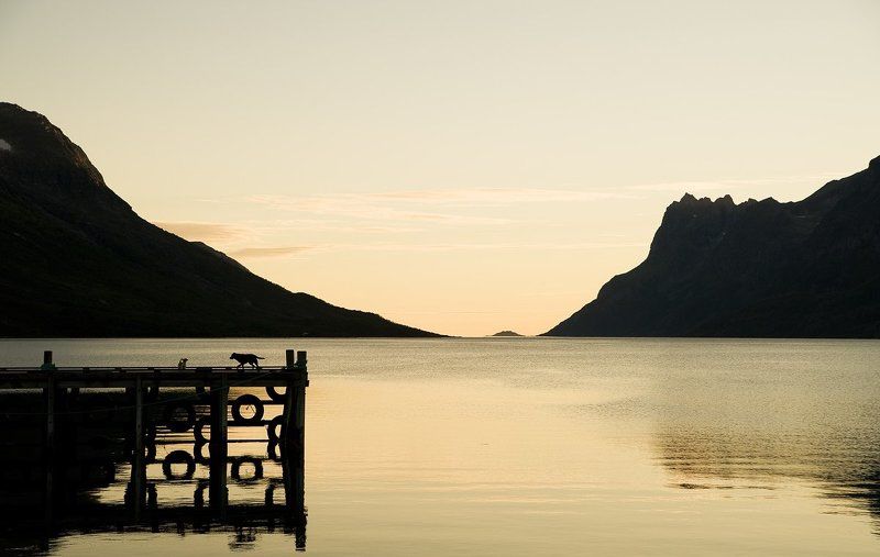 норвегия, море, горы, закат, фьорд Две маленькие собаки и огромный мир.photo preview