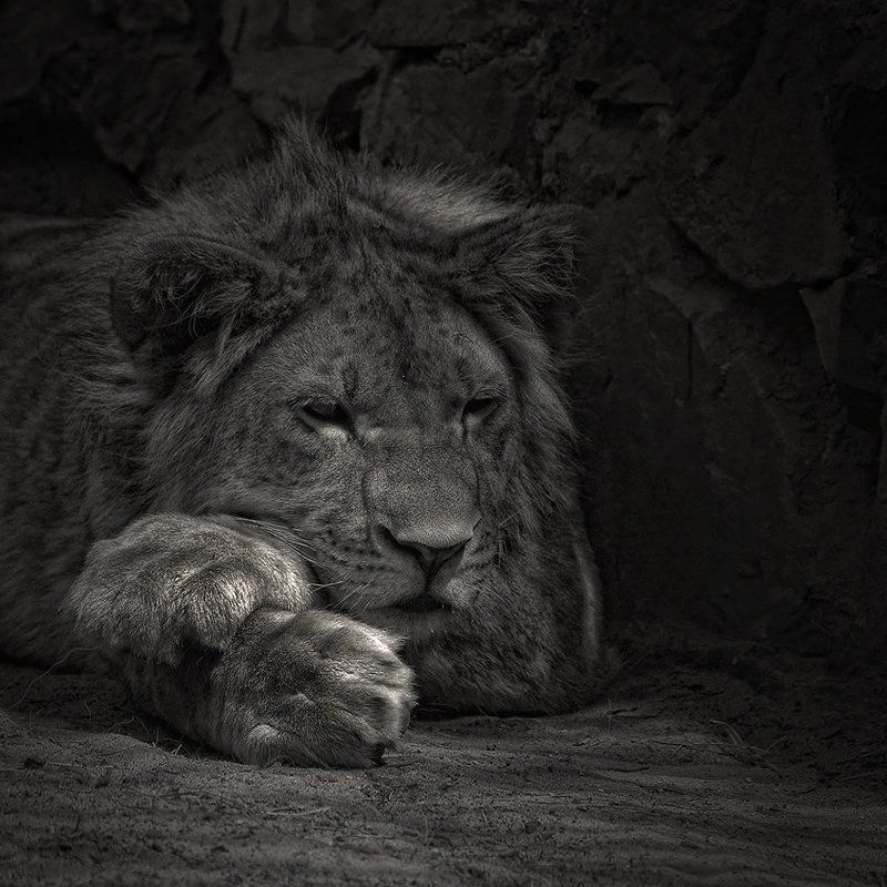 ЦАРьphoto preview