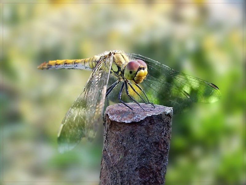 Улыбкаphoto preview