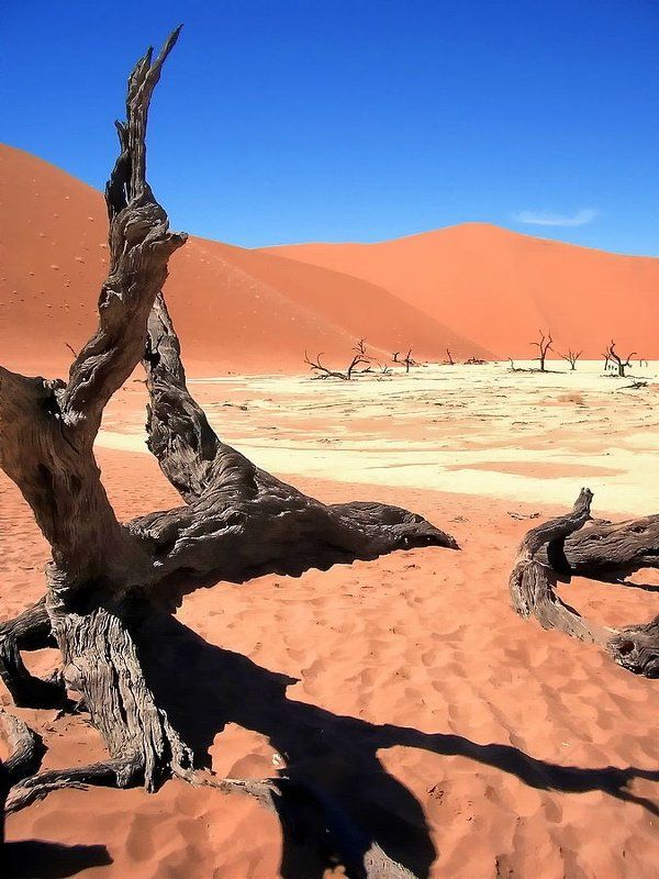 пустыня, коряга не взлететьphoto preview