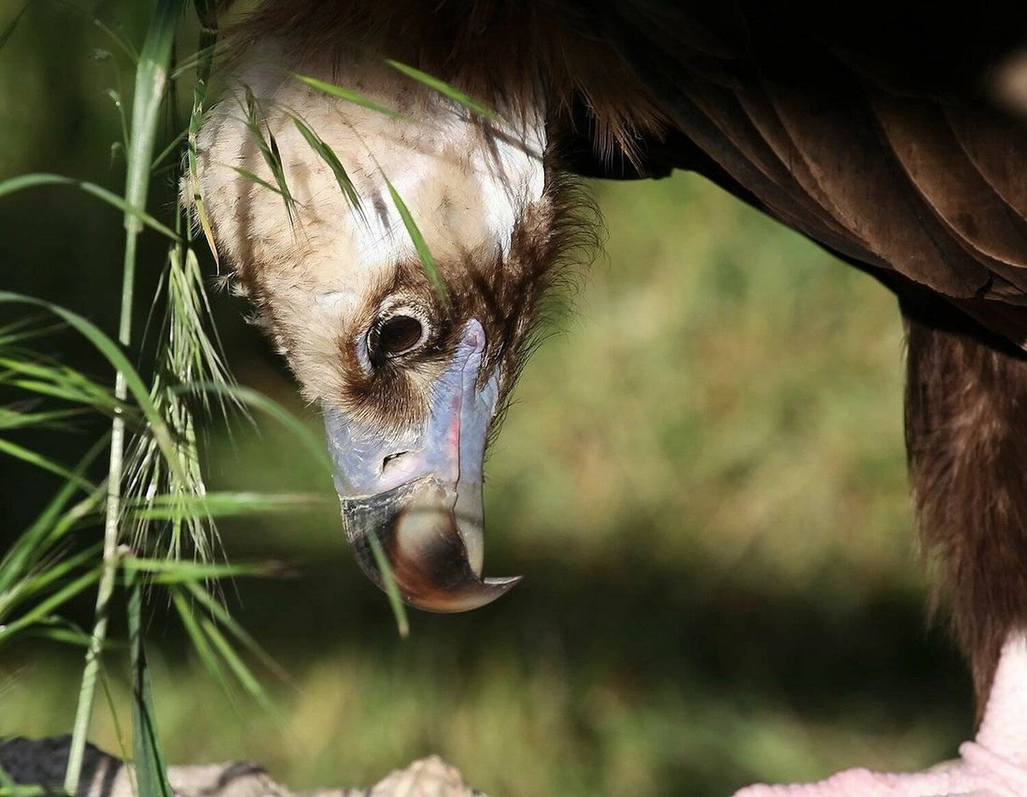 тааак, посмотрим что тут у нас.... Автор: Vasylevskyy Vitaliy гриф, Vasylevskyy Vitaliy