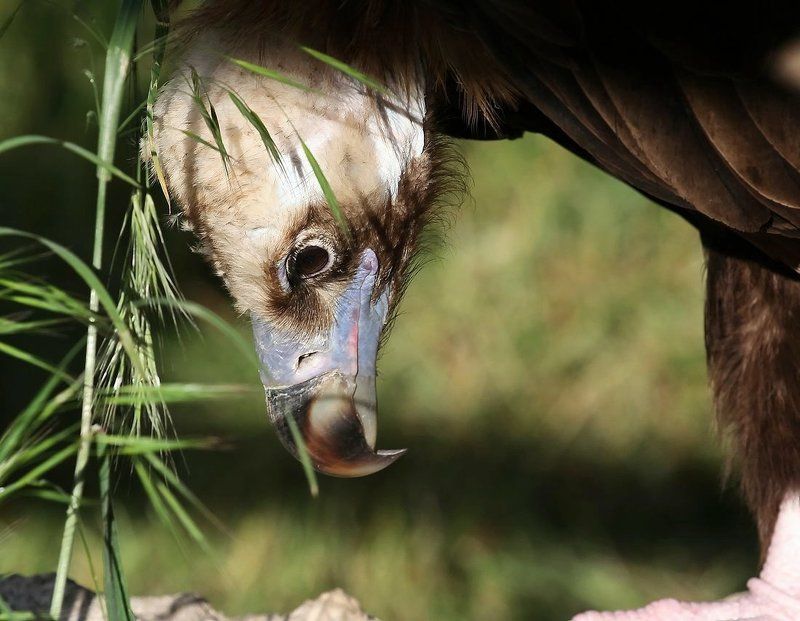 гриф тааак, посмотрим что тут у нас...photo preview