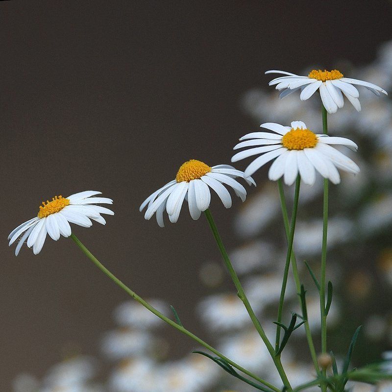 цветы, ромашки ***photo preview