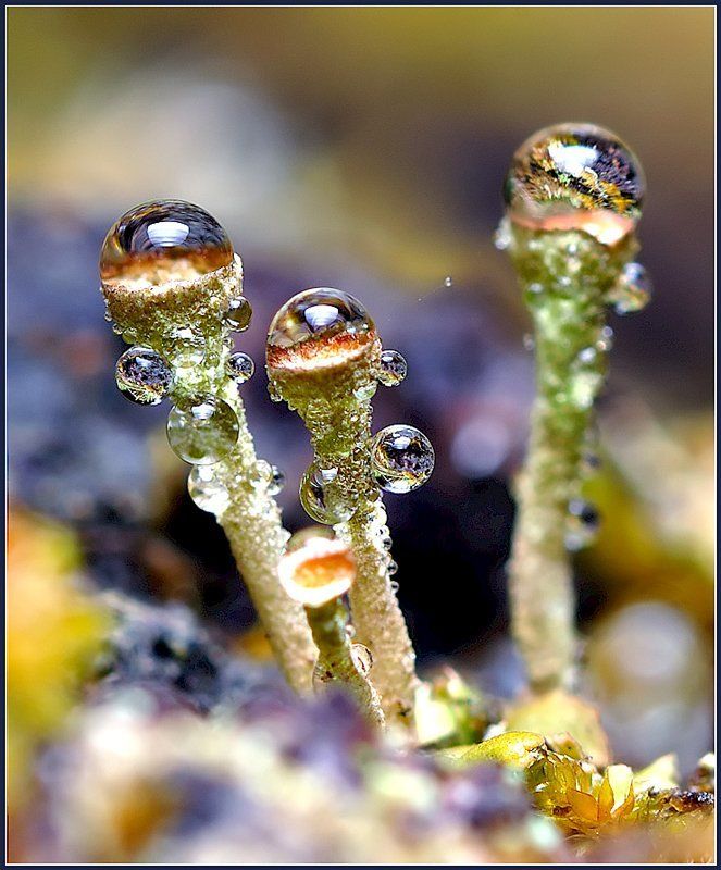 макро,вода, И все-таки Они существуют...photo preview