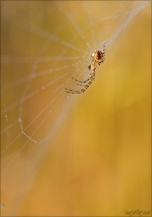 Жара. Автор: Ростислав , Ростислав