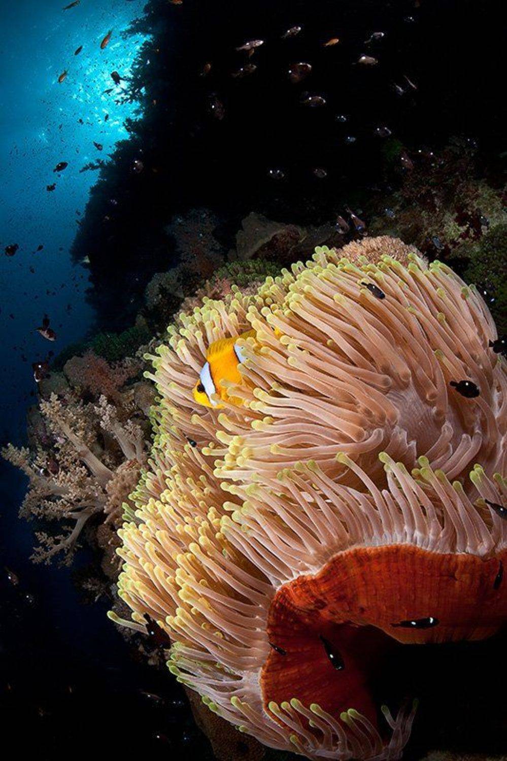 море, рыба, подводная съемка, немо, амфиприон, коралл, солнце, актиния, полип, Natalia Semko