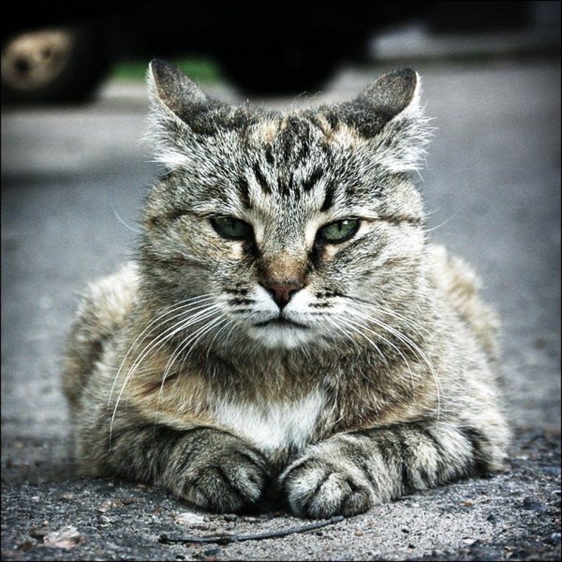 кот, кошка, взгляд, усы Деловой портретphoto preview