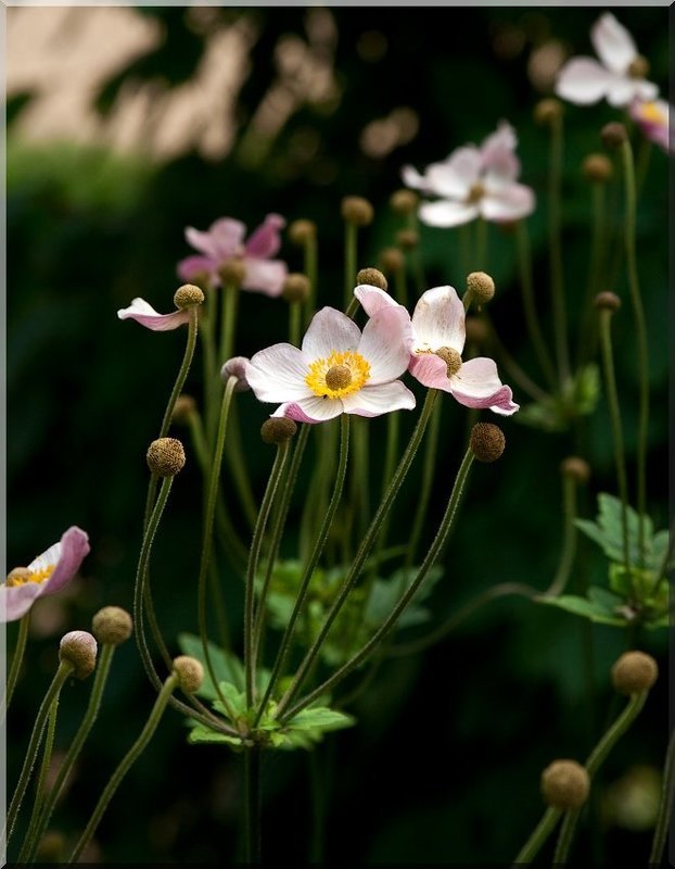 nevesomostphoto preview