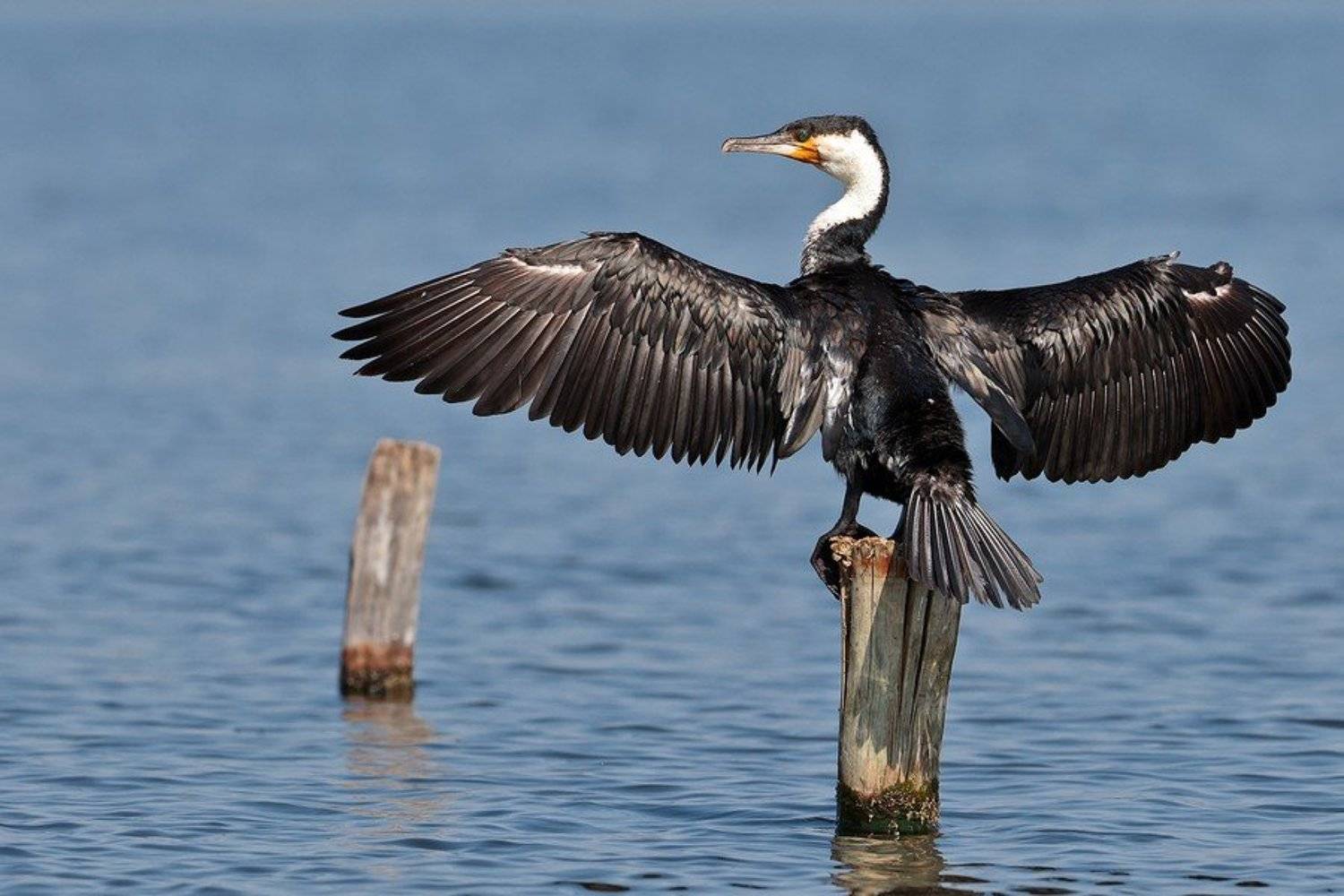баклан, кения, найваша, сафари, озеро, вода, птица, Роман Мурушкин