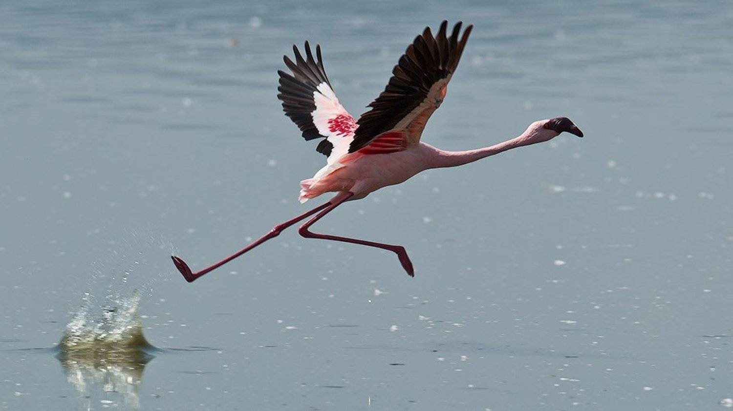 африка;, кения;, накуру;, животные;, озеро;, парк;, , птица;, сафари;, фламинго, розовый, Роман Мурушкин