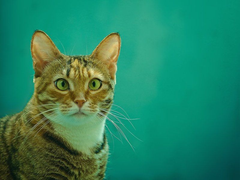 кошка Мотяphoto preview