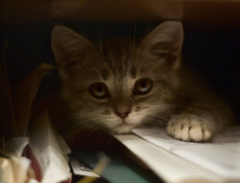 котёнок, кошка Клеркphoto preview