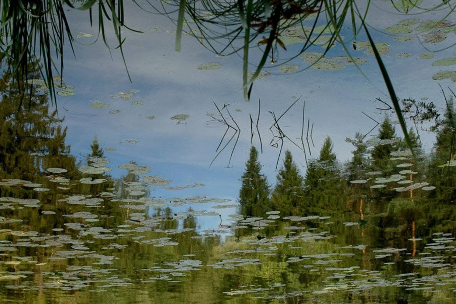 затон, вода, волга, тверская область, лисицкий бор, кувшинки, nyarosh