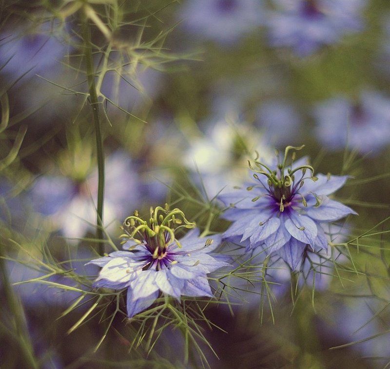 Узорчатостьphoto preview