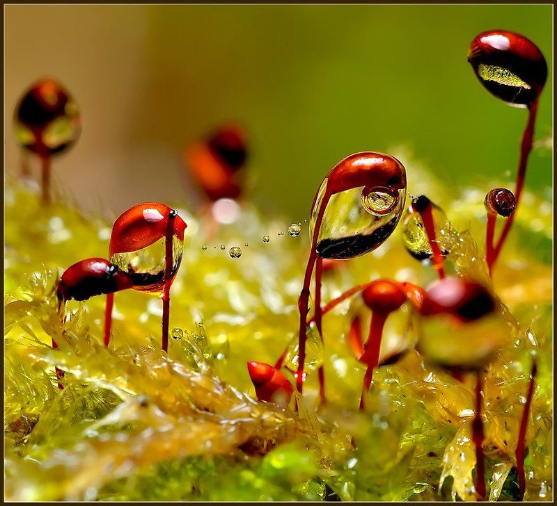 макро,вода,капли,паутина, Страна великанов.photo preview