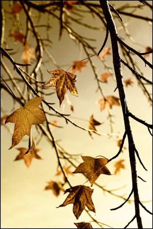 gold seasonphoto preview