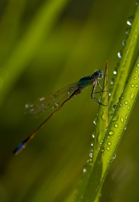стрекоза Просушка...photo preview