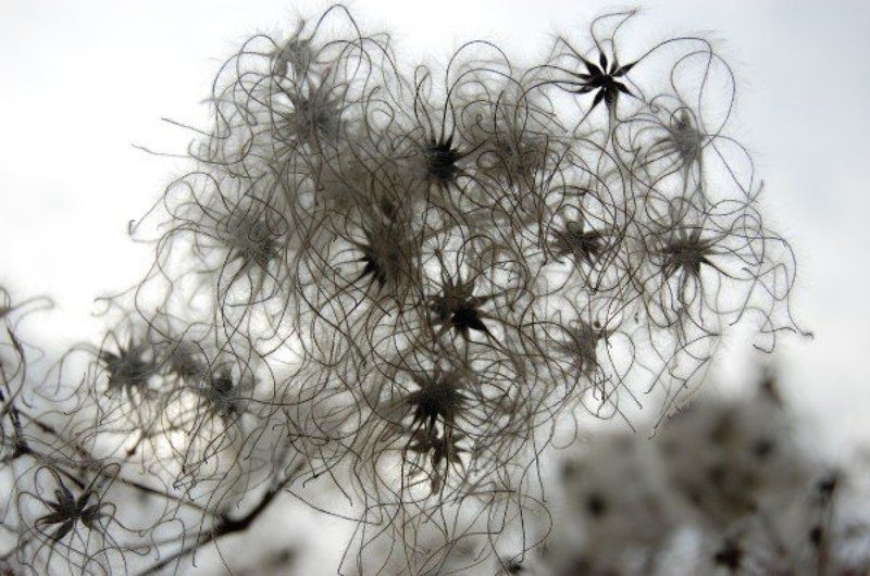 Кружевоphoto preview