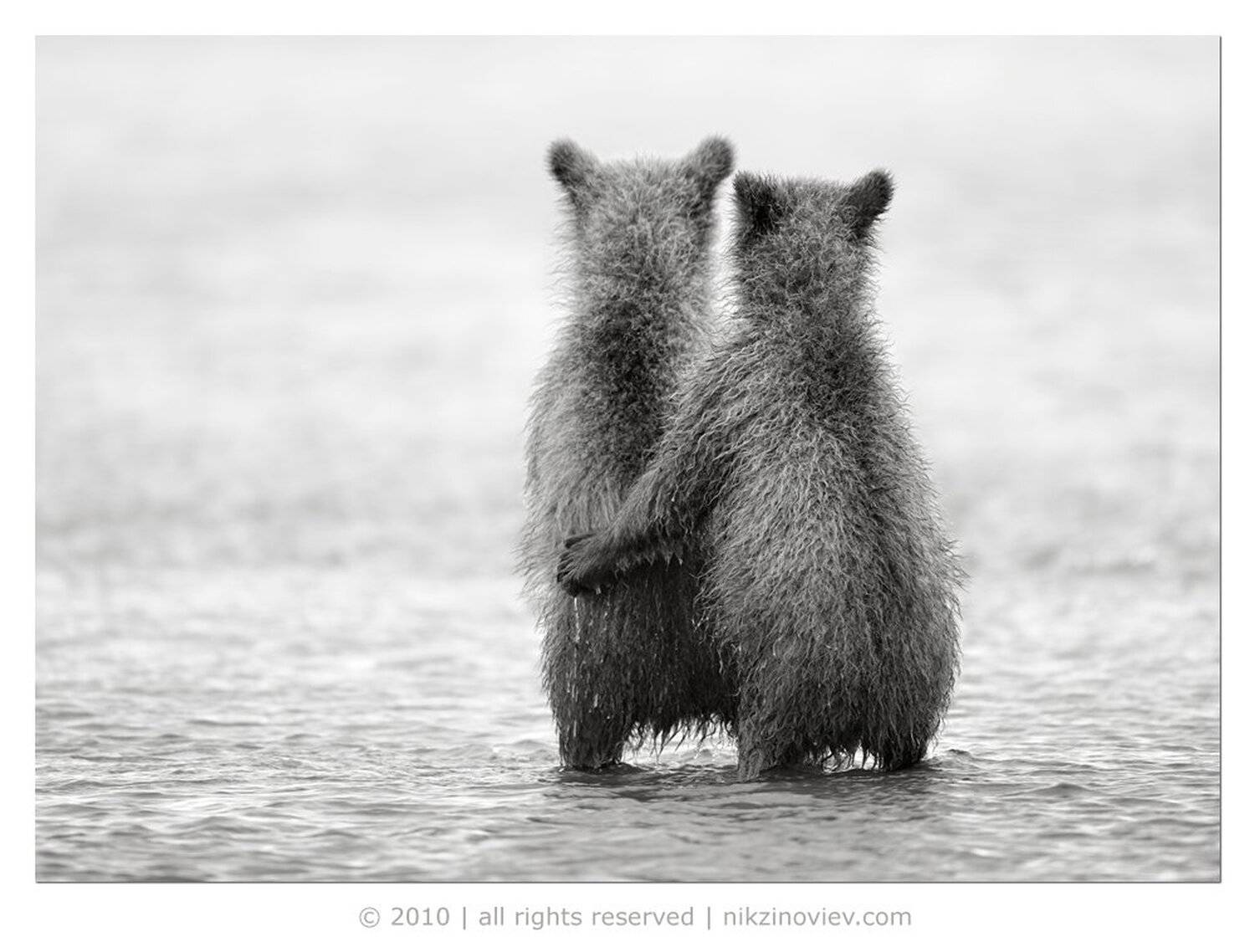 медведи, аляска, дикая природа, животные, николай зиновьев, Николай Зиновьев