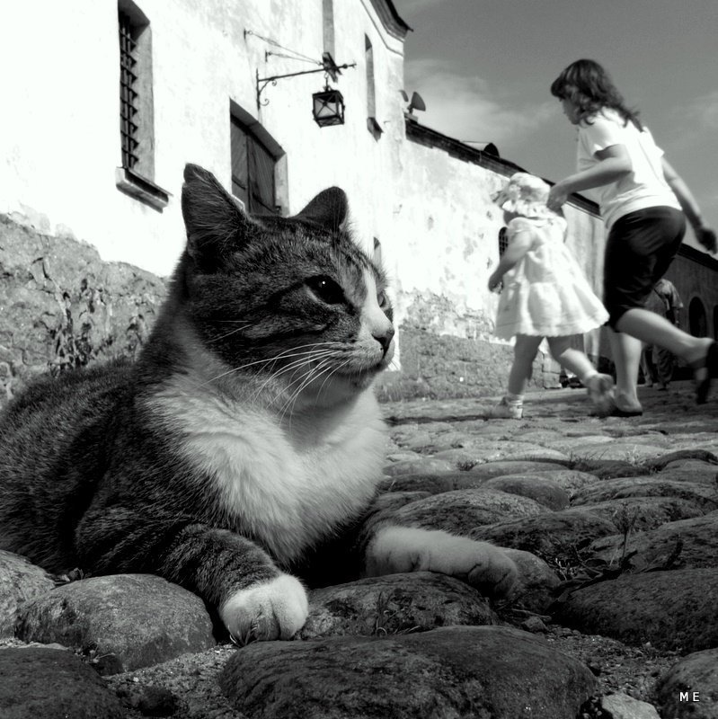 кошкофотоphoto preview