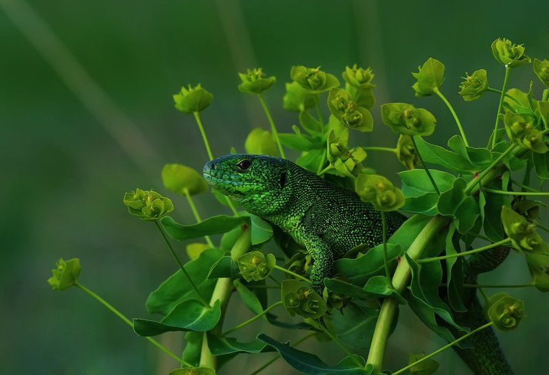 *Мимикрия*photo preview