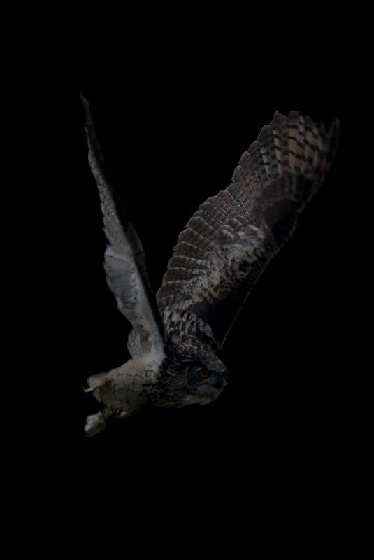 сова,вечер Я, наблюдаю, полёты, совы... фото превью