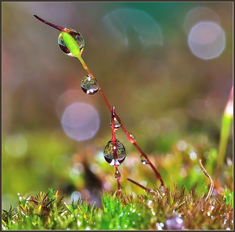 макро,вода,капли, Жирафик.photo preview