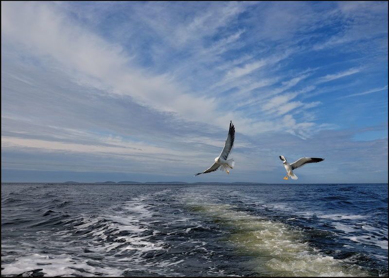 Попутчикиphoto preview