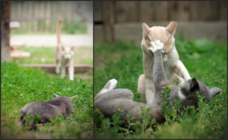 кот Засадаphoto preview