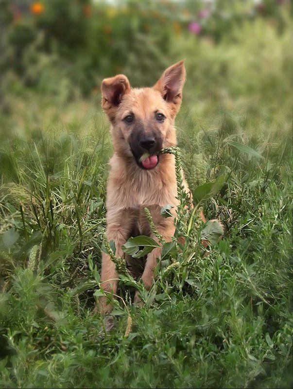 Вегетарианец фото превью