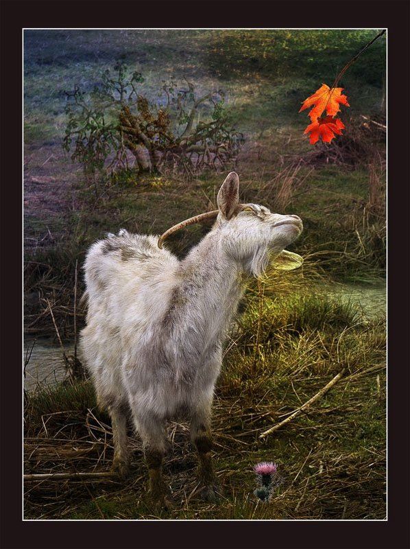 Ценитель прекрасногоphoto preview