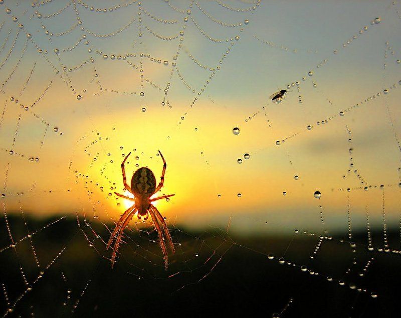 паутина, капли, паук, рассвет Сборщик жемчугаphoto preview