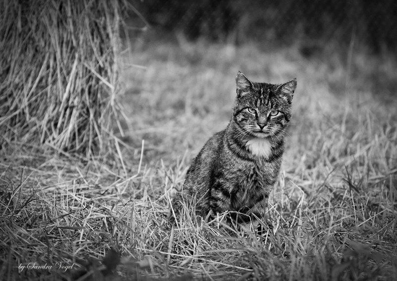 хозяин, сеновал, кот Хозяин сеновалаphoto preview