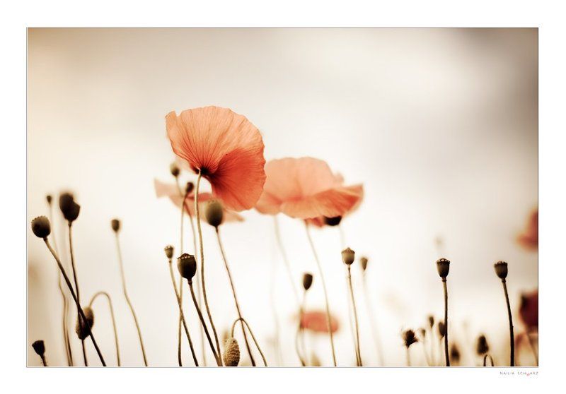 мак photo preview