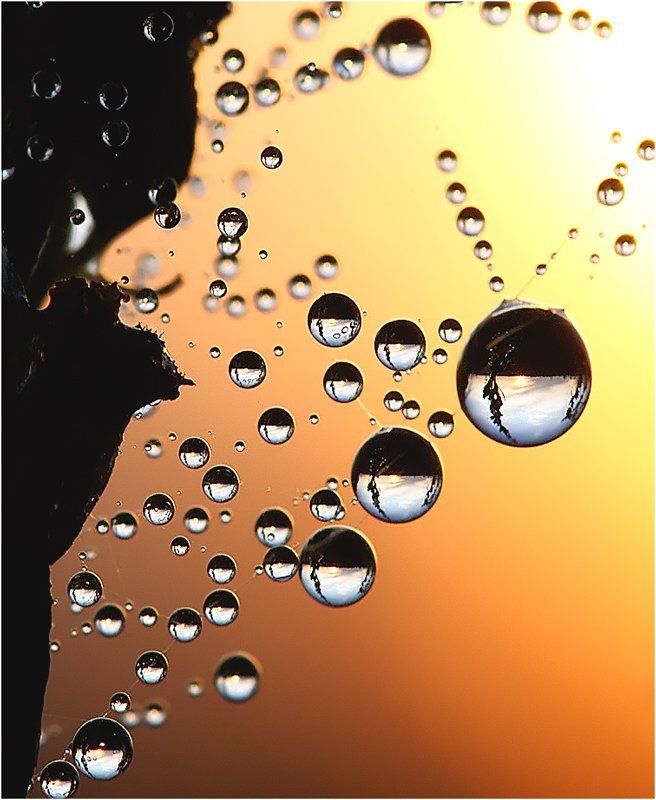 макро,закат,кали,паутина, Макро закат.photo preview