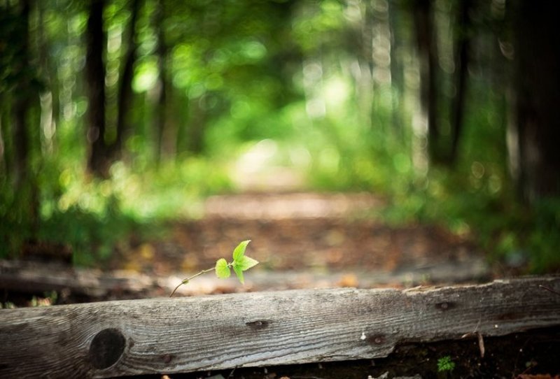 крапивкаphoto preview