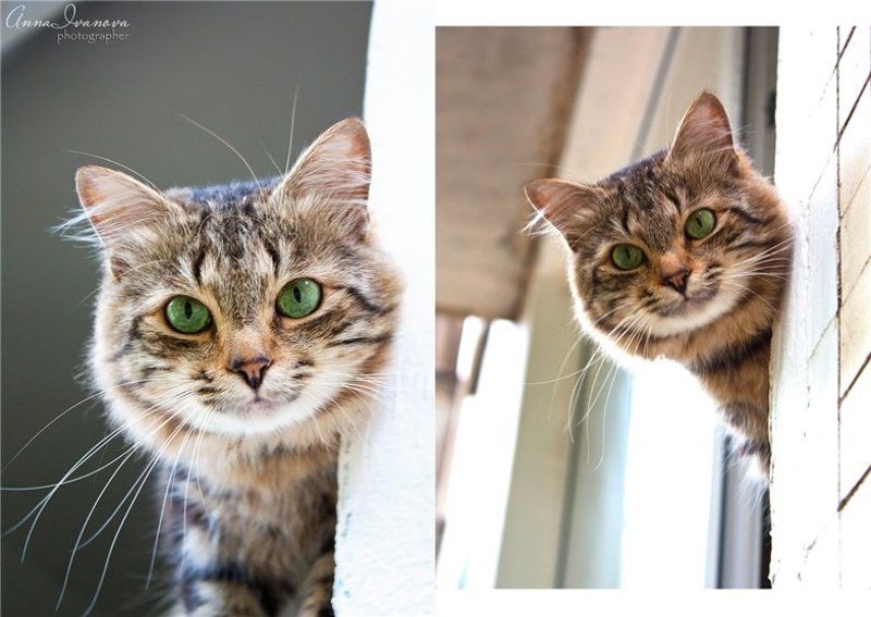 Кисаphoto preview