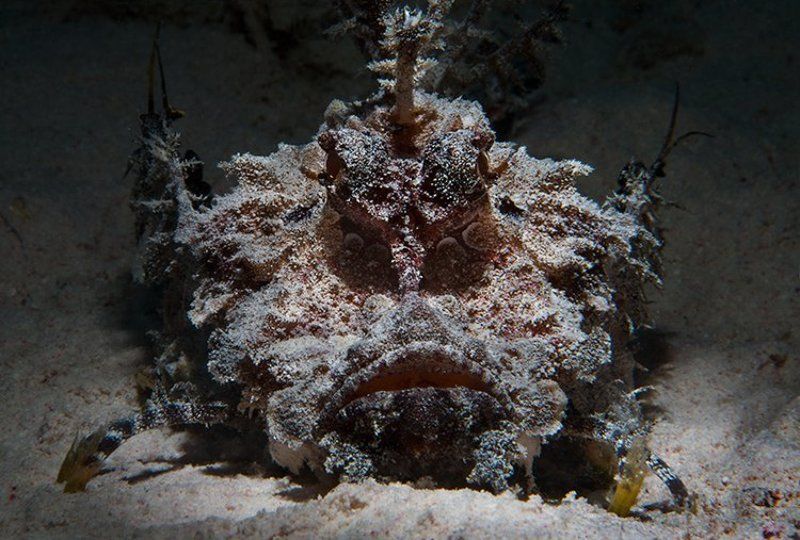 скорпена, рыба, море, подводная съемка фото на паспорт фото превью