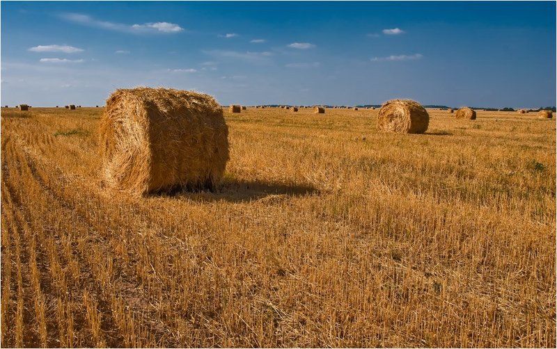 Рулончикиphoto preview