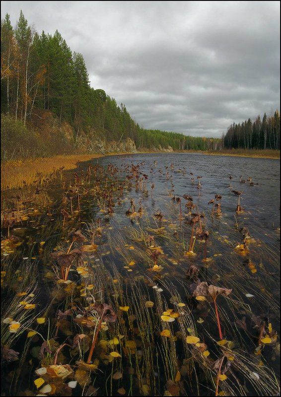 северный, урал, река, большая, сосьва, наяды, водные, растения, хмао, осень Наяды фото превью